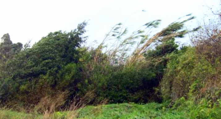 Los vientos, menos fuertes, llegan a los 72 km/h en El Burgo y Liceras