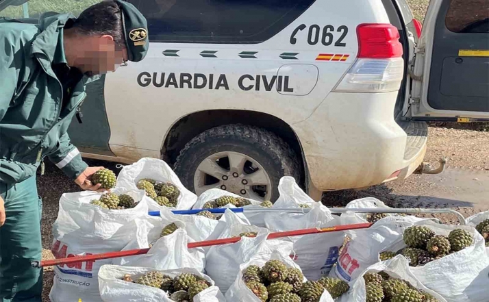 Intervienen 800 kilos de piñas piñoneras obtenidas ilegalmente en Burgos