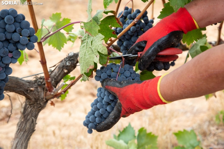Castilla y León cuenta con una nueva aplicación para modernizar las cosechas de uva