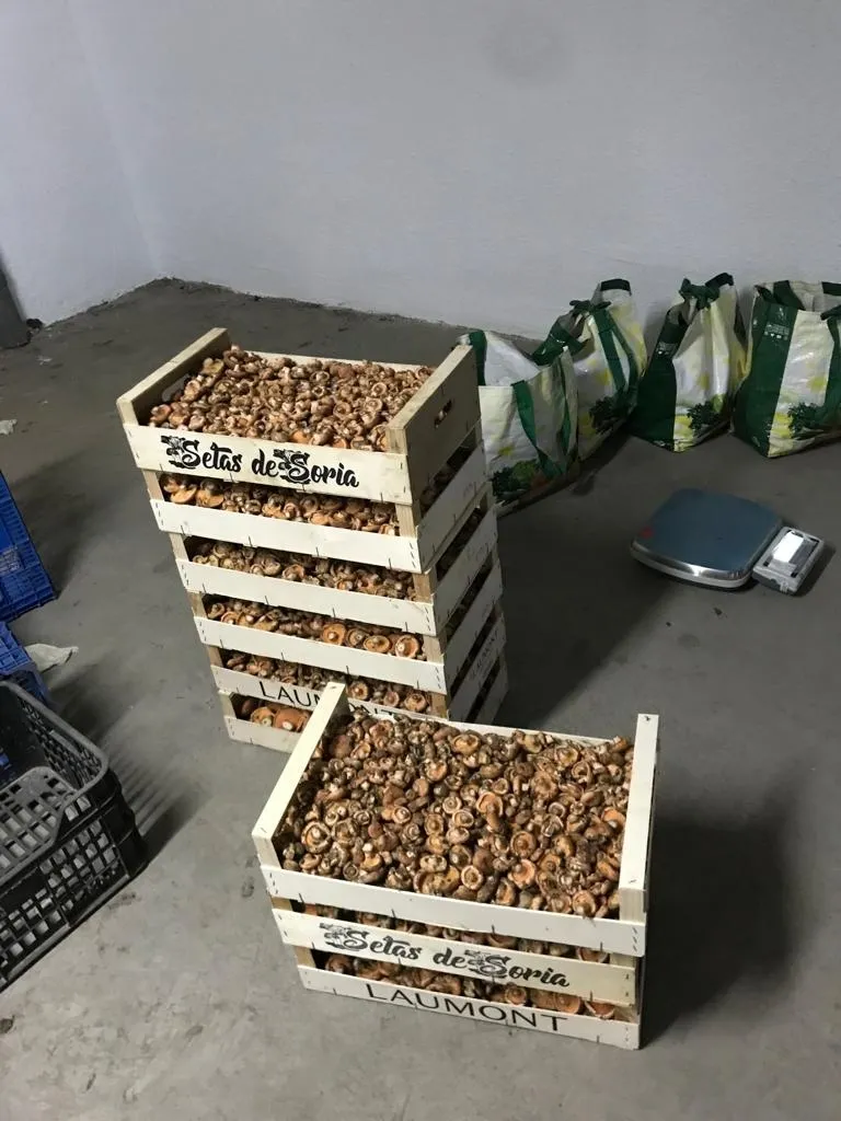 Alijo micológico confiscado ayer. /SdG