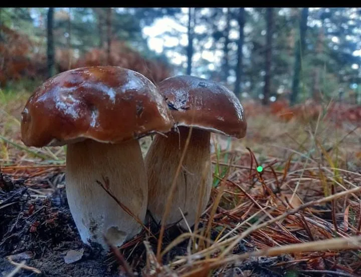Foto 2 - As&iacute; est&aacute;n los precios de las setas de Soria