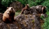 Foto 1 - Resueltas las ayudas para adquirir dispositivos que frenen los daños de los osos pardos