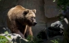 Un oso pardo en una imagen de archivo. /Jta.
