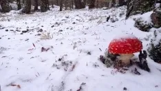 Sierra de Urbión/@meteoduruelo
