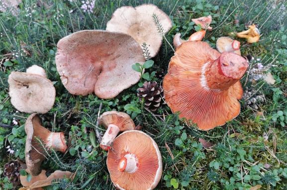 Descubre los principales lugares de recolección de setas regulados en Castilla y León