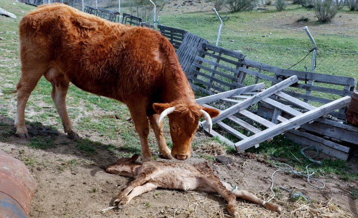 Europa pide cambiar el régimen de protección del lobo en Castilla y León