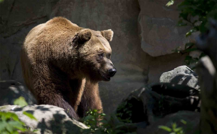 Investigan el disparo a un oso durante una cacería de jabalí en Palencia