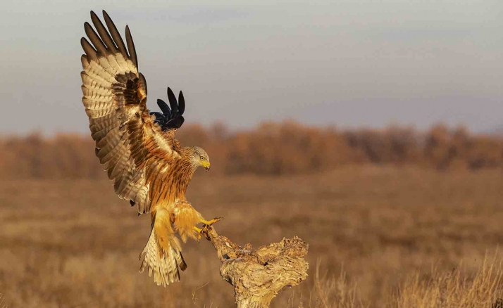 Castilla y León alberga durante el invierno la mayor población de milano real del mundo