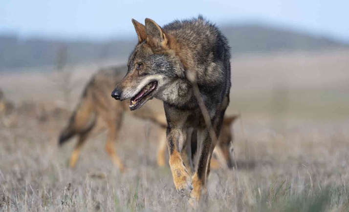 Castilla y León y Galicia abordarán en Bruselas el impacto del lobo en la ganadería