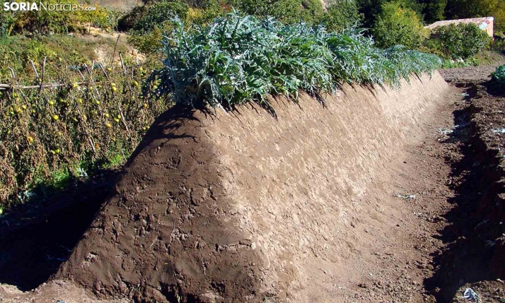Salen las bases para el concurso culinario del cardo rojo en Ágreda