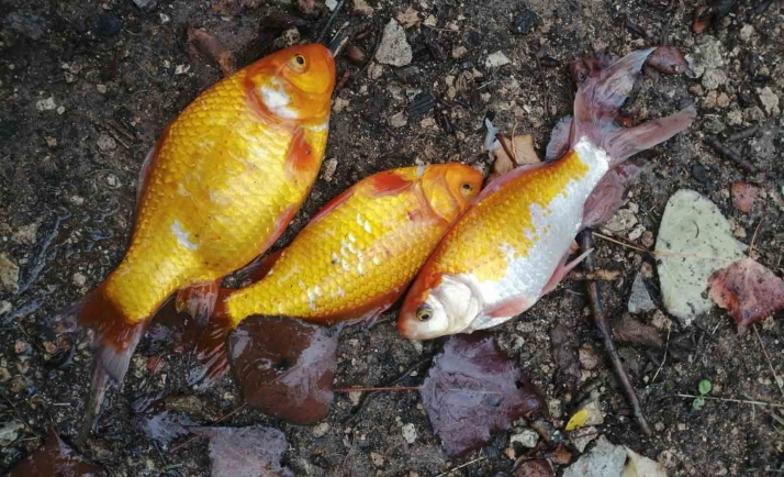 Capturan peces exóticos soltados en La Toba