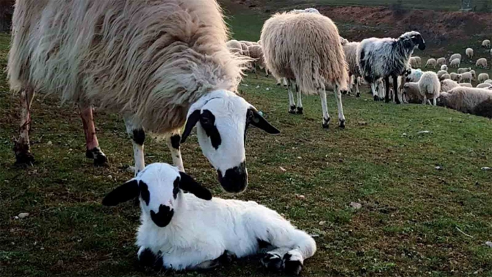 Un total de 772 ganaderías con 411.612 reproductoras conforman la IGP Lechazo de Castilla y León