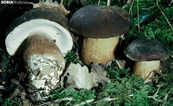 Así están los precios de las setas en Soria