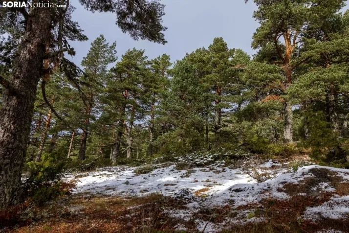 Galer&iacute;a: despu&eacute;s de la primera nevada
