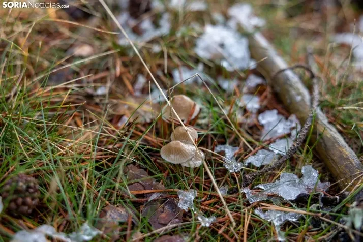 Galer&iacute;a: despu&eacute;s de la primera nevada