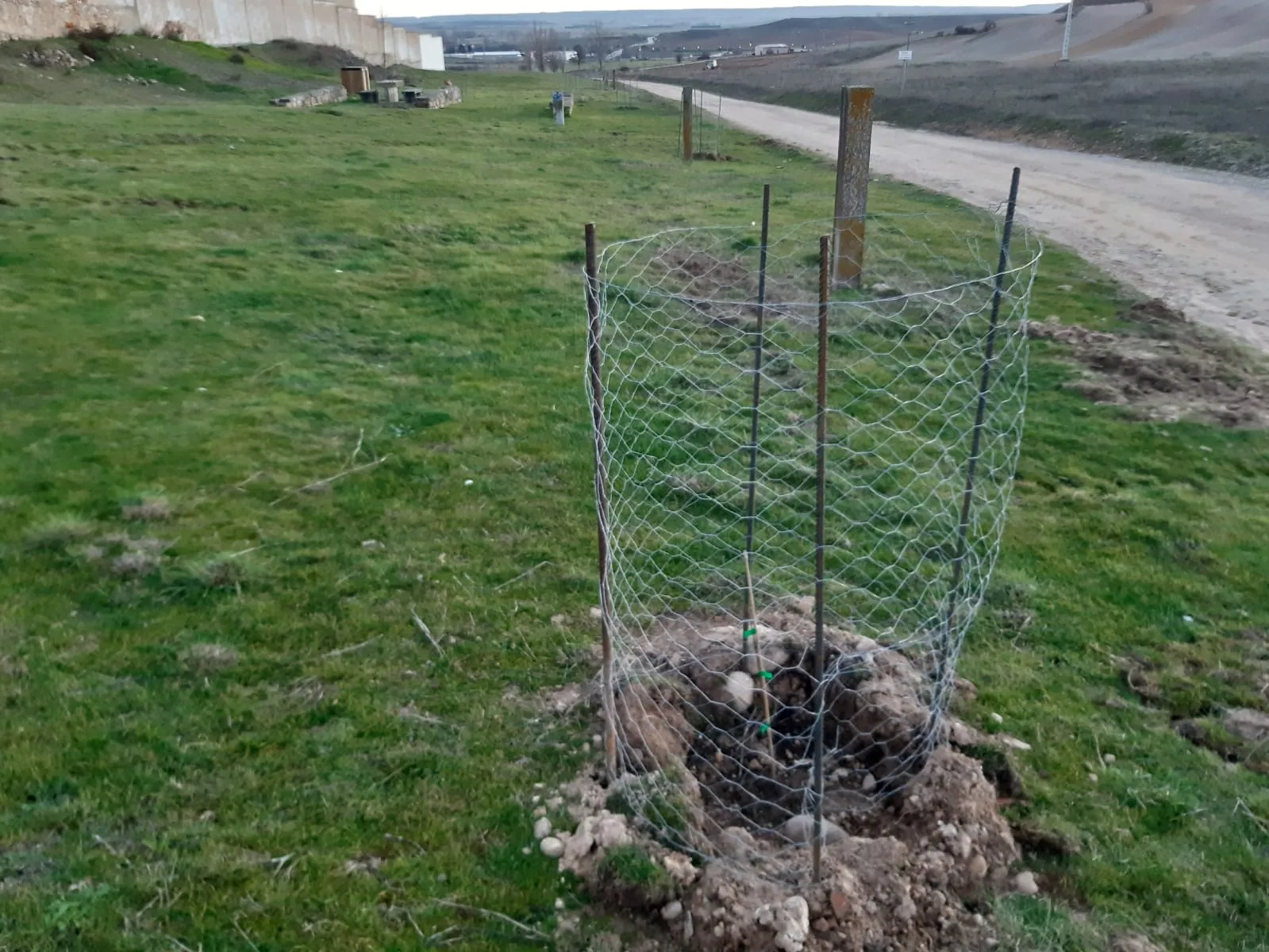 Foto 2 - Almaz&aacute;n cierra el a&ntilde;o introduciendo m&aacute;s de 220 nuevas plantas en sus espacios verdes