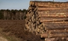 Foto 1 - Adjudicados por más de 523.000 euros 10 lotes de madera en Soria