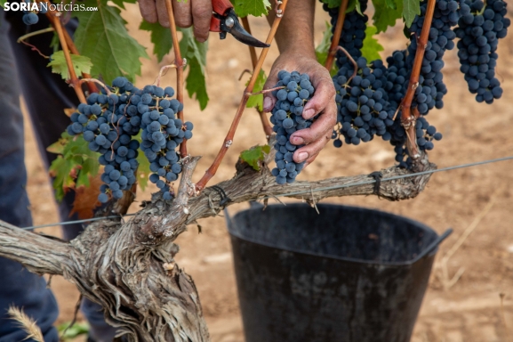 San Esteban licita parcelas para viñedos en Rejas en un momento dulce para la Ribera del Duero soriana