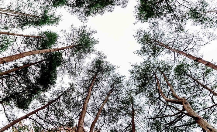 Aplauden las inversiones turísticas para Pinares