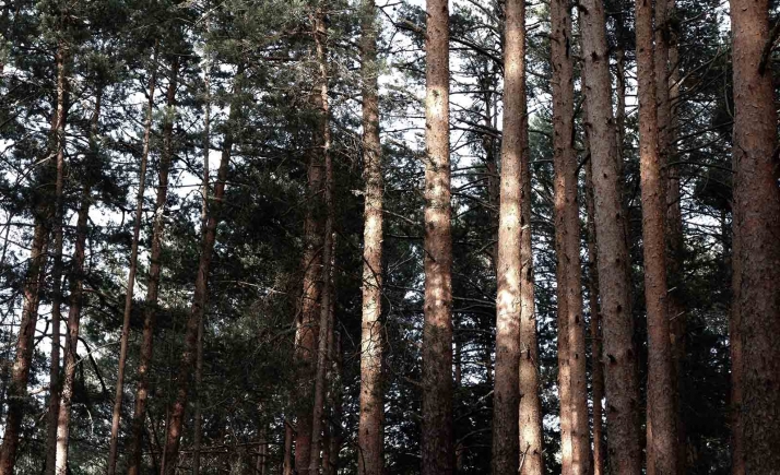 La nueva ordenación de Pinar Grande costará 137.000 euros