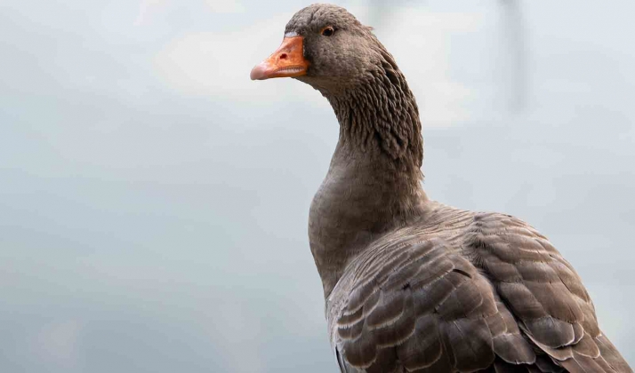 Declarado oficialmente un foco de gripe aviar en una explotación de Valladolid