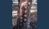 Un pino resinado con taladro. 