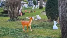 Foto 4 - Los v&aacute;ndalos atacan a la Navidad soriana: figuras rotas y tiradas por el suelo en el Zoo M&aacute;gico