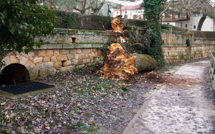 Un árbol derribado en el paseo del Duero, incidente más significativo hoy