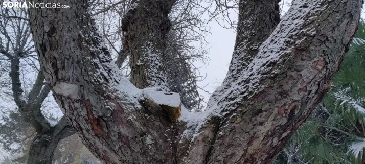 La galer&iacute;a m&aacute;s blanca: Soria amanece jugando con la nieve