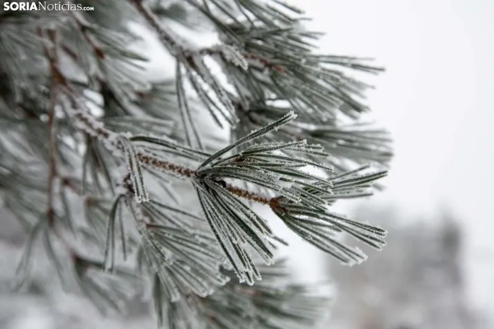 Galería: Una mañana de nieve en Santa Inés