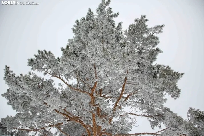 Galería: Una mañana de nieve en Santa Inés