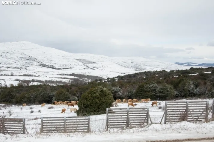 Nevada en Tierras Altas enero 2023