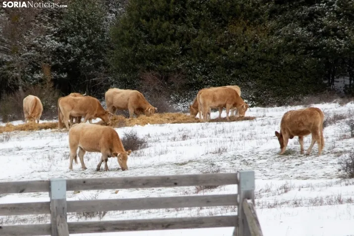 Nevada en Tierras Altas enero 2023