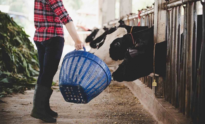 El Itacyl trabaja para lograr piensos más seguros y con menos contaminantes