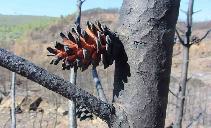 El fuego adelanta la reproducción sexual de los pinos, según un estudio del CSIC