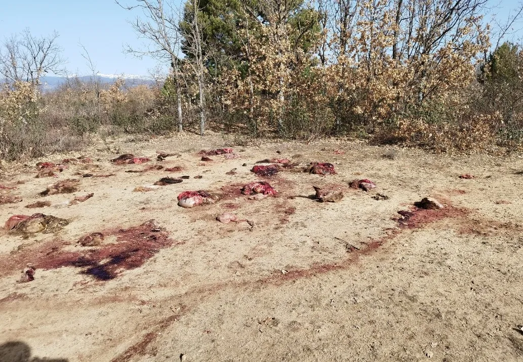 Foto 2 - Investigan la aparici&oacute;n de numerosos restos de animales en Soria