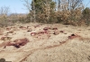 Foto 2 - Investigan la aparición de numerosos restos de animales en Soria