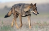 Foto 1 - Ven “ensañamiento con los ganaderos” que el Gobierno se oponga resolución europea para limitar los ataques del lobo