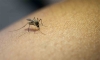 Es una enfermedad transmitida por mosquitos en zonas tropicales. 