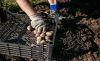 Foto 1 - Barca y Castilruiz son los dos pueblos de Soria donde se podrá cultivar patata de siembra 