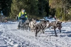 Foto 5 - &Oacute;lvega y mushing, una armon&iacute;a perfecta