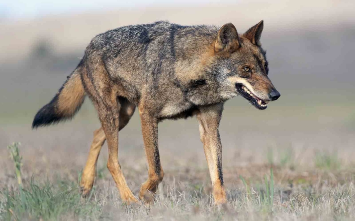 Ven ensañamiento con los ganaderos que el Gobierno se oponga resolución europea para limitar los ataques del lobo