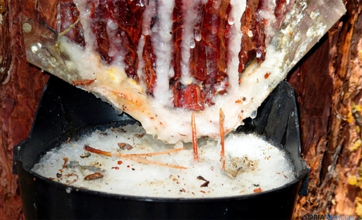 Los resineros sorianos crearán una asociación