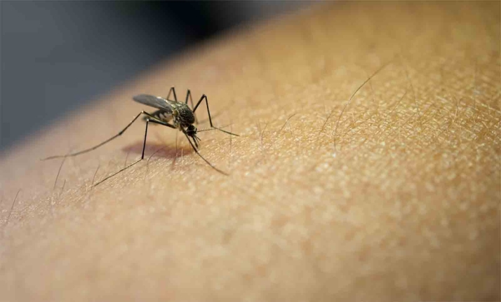 Confirmado un caso de dengue en Soria
