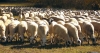 Foto 1 - Absuelto de los delitos de estafa y apropiación indebida un ganadero de Soria que adquirió un millar de ovejas en León
