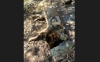 El cadáver del cánido encontrado en Montenegro de Cameros. /Jta.
