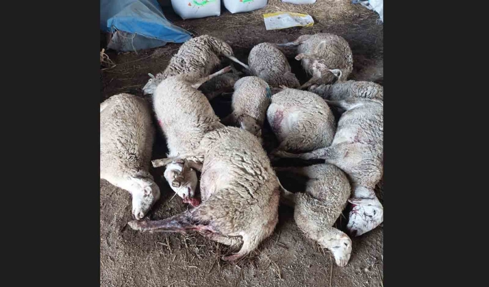 Los lobos matan 13 ovejas en Zamora