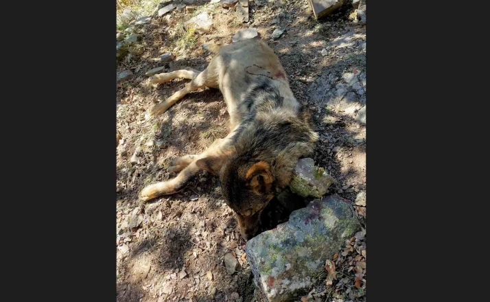 Investigan las causas de la muerte de un lobo adulto hallado en Montenegro de Cameros 