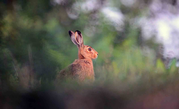 Las plagas de topillos impiden la recuperación de la liebre ibérica en Castilla y León