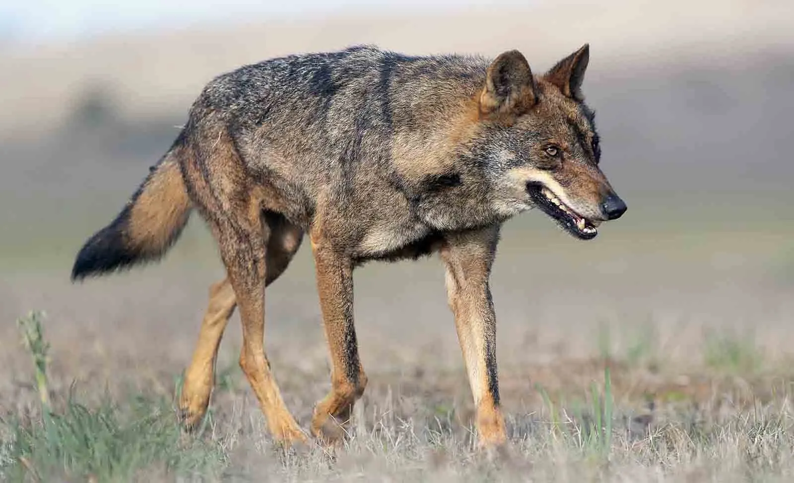 Foto 2 - El lobo mata dos cabras, cinco cabritos y seis corderos en Pobar